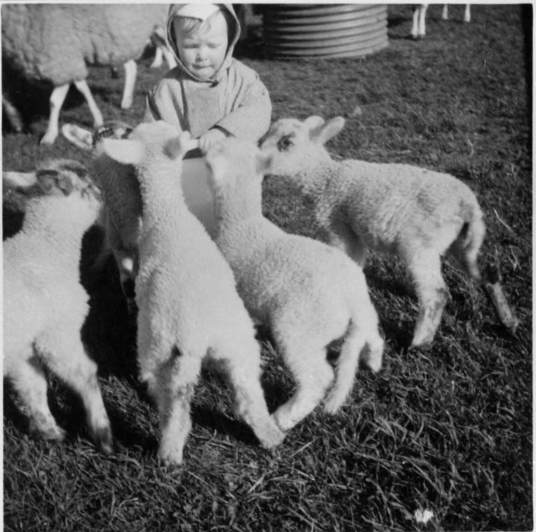SCRAN (@scranlife) on Twitter photo #Archive30 #SomethingSmall 🐑
Little Jane Arres looks unsure about being surrounded by lambs at Upper Nisbet Farm, Roxburghshire in 1964.
📷<a href="/NtlMuseumsScot/">National Museums Scotland</a> ow.ly/BhY750Voezo #Archive30 #SomethingSmall 🐑
Little Jane Arres looks unsure about being surrounded by lambs at Upper Nisbet Farm, Roxburghshire in 1964.
📷<a href="/NtlMuseumsScot/">National Museums Scotland</a> ow.ly/BhY750Voezo