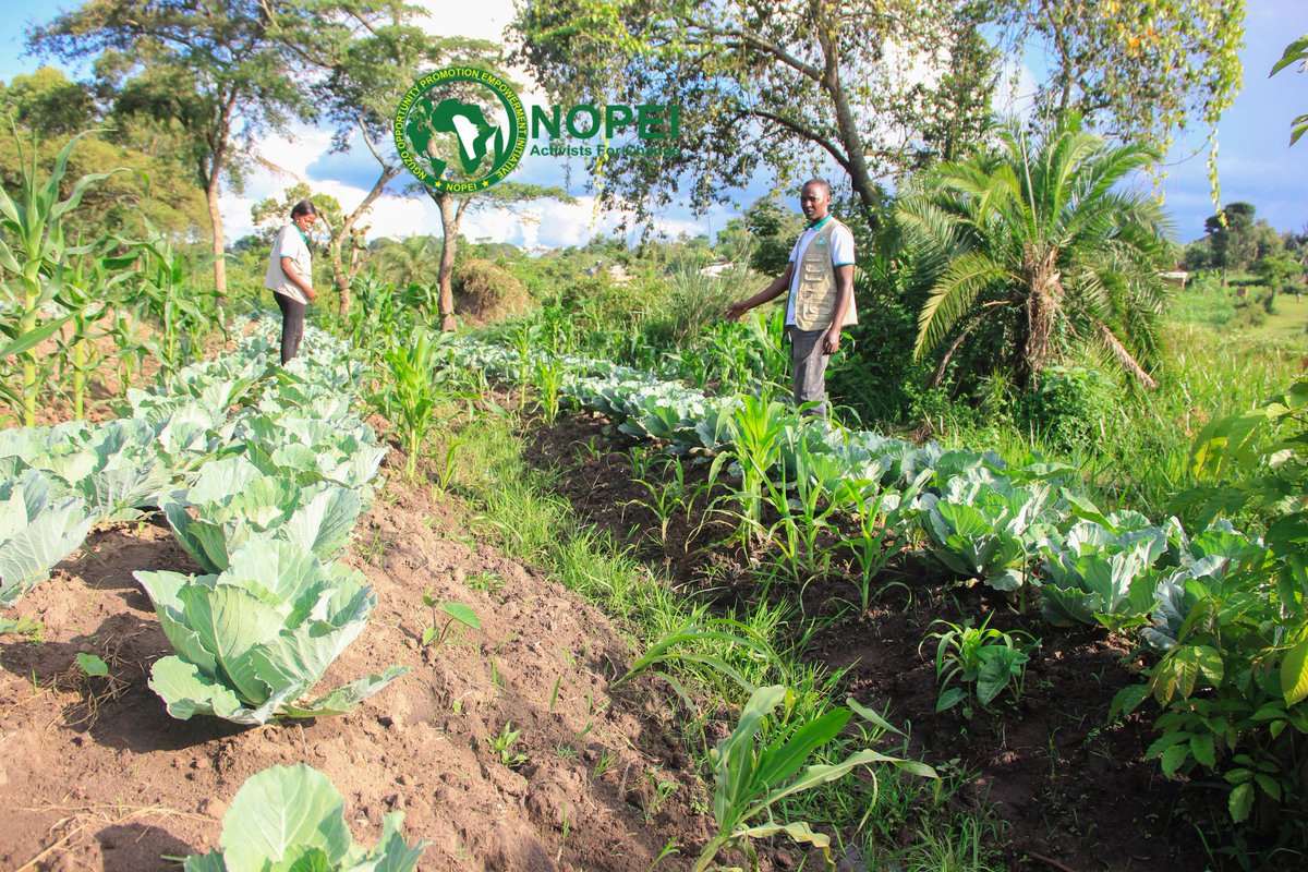 pad_africa's tweet photo. NOPEI in Monitoring and Evaluation  empower refugees through sustainable farming We teach how to grow veggies, fight malnutrition,boost health &amp;earn income.Together, we grow to thrive!
#NOPEI #GrowToThrive #FoodNutrition #RefugeeSupport #SustainableAgriculture #TogetherWeCan https://t.co/WSP5MGznZ1