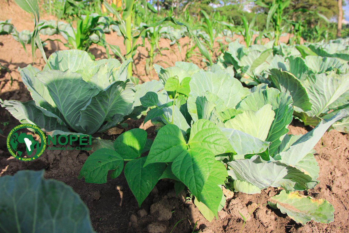 pad_africa's tweet photo. NOPEI in Monitoring and Evaluation  empower refugees through sustainable farming We teach how to grow veggies, fight malnutrition,boost health &amp;earn income.Together, we grow to thrive!
#NOPEI #GrowToThrive #FoodNutrition #RefugeeSupport #SustainableAgriculture #TogetherWeCan https://t.co/WSP5MGznZ1