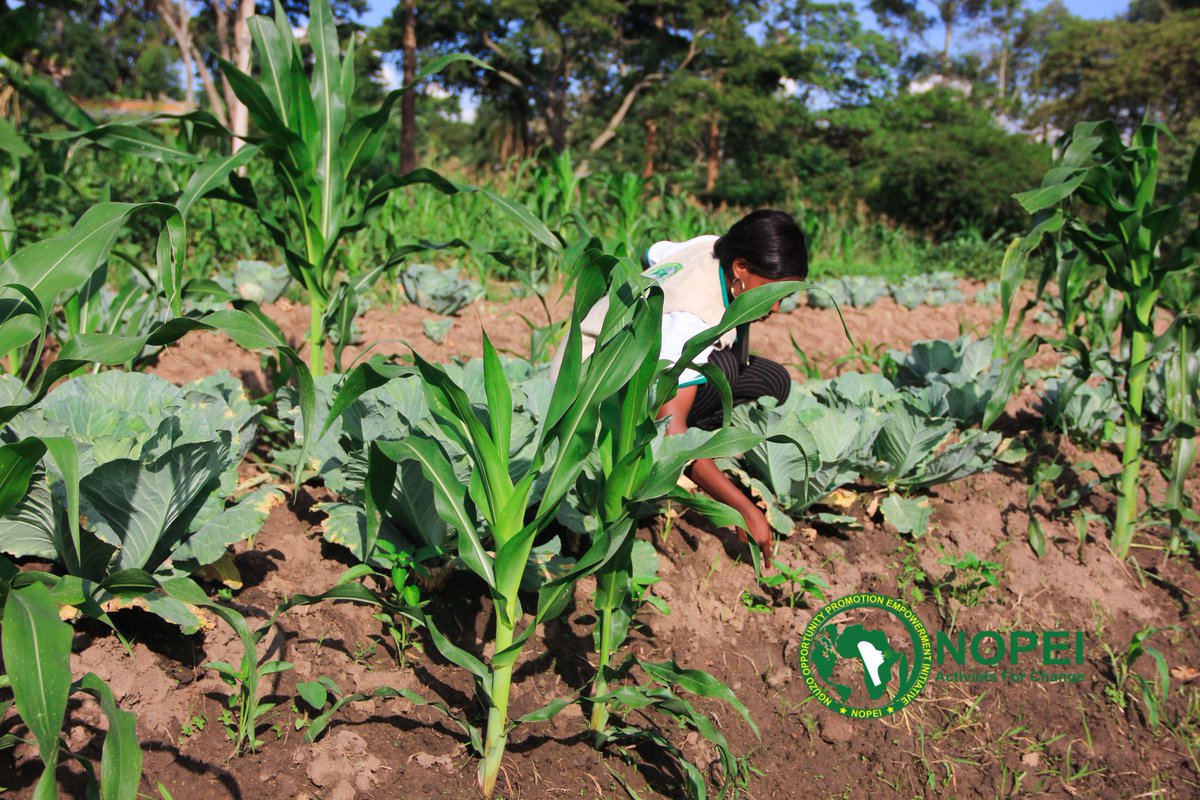 pad_africa's tweet photo. NOPEI in Monitoring and Evaluation  empower refugees through sustainable farming We teach how to grow veggies, fight malnutrition,boost health &amp;earn income.Together, we grow to thrive!
#NOPEI #GrowToThrive #FoodNutrition #RefugeeSupport #SustainableAgriculture #TogetherWeCan https://t.co/WSP5MGznZ1