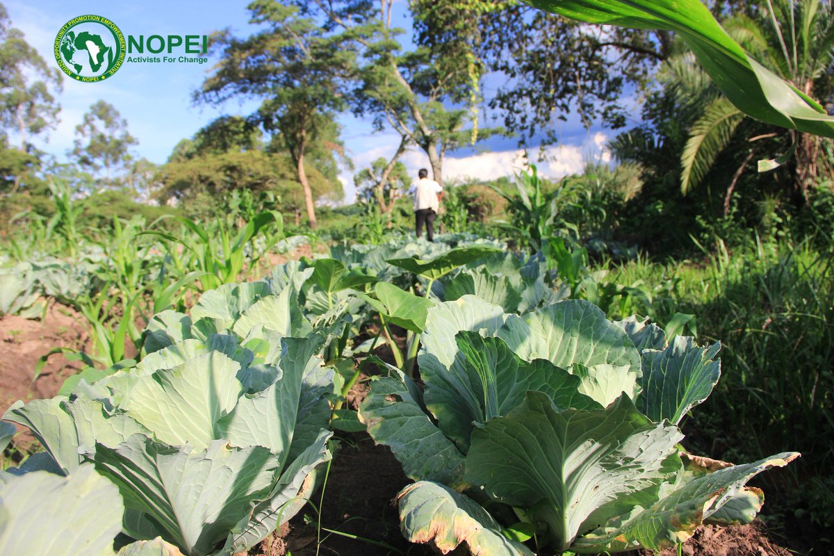 pad_africa's tweet photo. NOPEI in Monitoring and Evaluation  empower refugees through sustainable farming We teach how to grow veggies, fight malnutrition,boost health &amp;earn income.Together, we grow to thrive!
#NOPEI #GrowToThrive #FoodNutrition #RefugeeSupport #SustainableAgriculture #TogetherWeCan https://t.co/WSP5MGznZ1