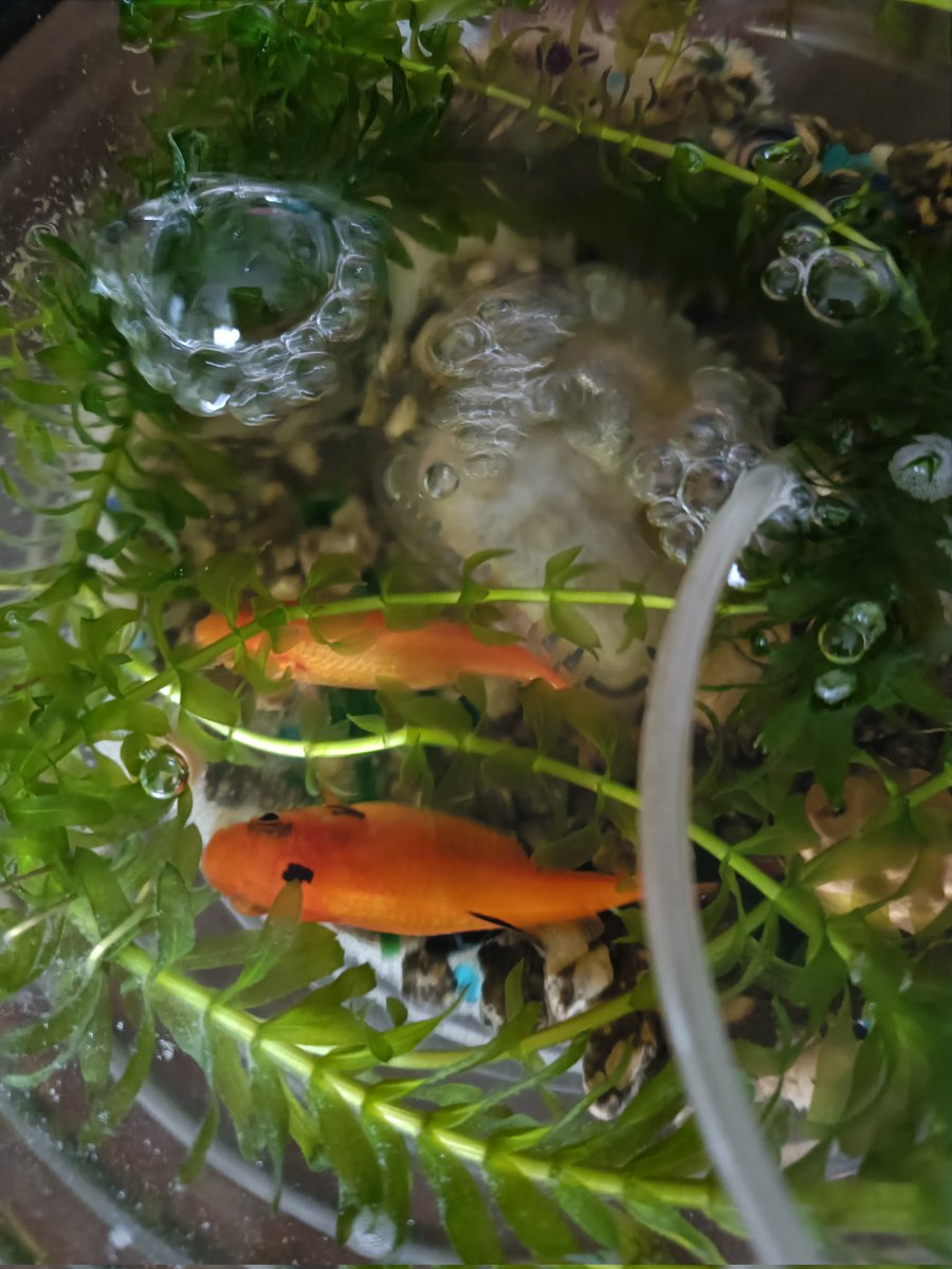 renchanmango's tweet photo. 家で飼ってる金魚なのですがこれはお腹に卵ありますか？
無知で分からなくて。
#金魚　#卵 https://t.co/QyA6jk0QEW