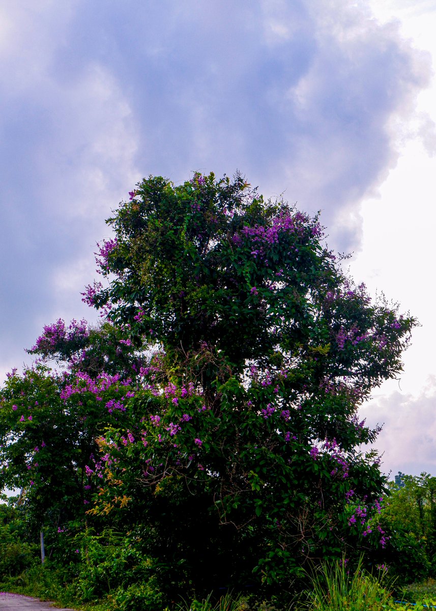 Jack19851687798's tweet photo. #treephotography​ #naturephotography #flowerphotography #nature 
#photographylovers​ #photography​ #view https://t.co/cYQljDMW2w