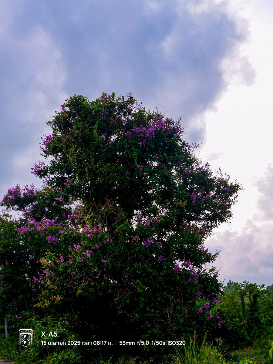 Jack19851687798's tweet photo. #treephotography​ #naturephotography #flowerphotography #nature 
#photographylovers​ #photography​ #view https://t.co/cYQljDMW2w