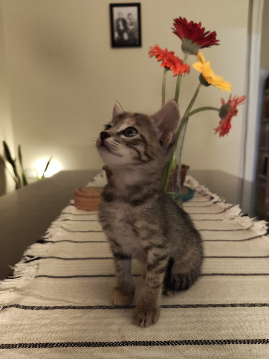 ItsAllDandy_'s tweet photo. Okayyy it's time.

Few pics and few lines about their personalities.

1. Tangy. Female.
I know I'm not supposed to have favorites but she's my fav.
Extremely clingy and playful
Loves being around people
Enjoys biting fingers https://t.co/bAMAhAzWvH