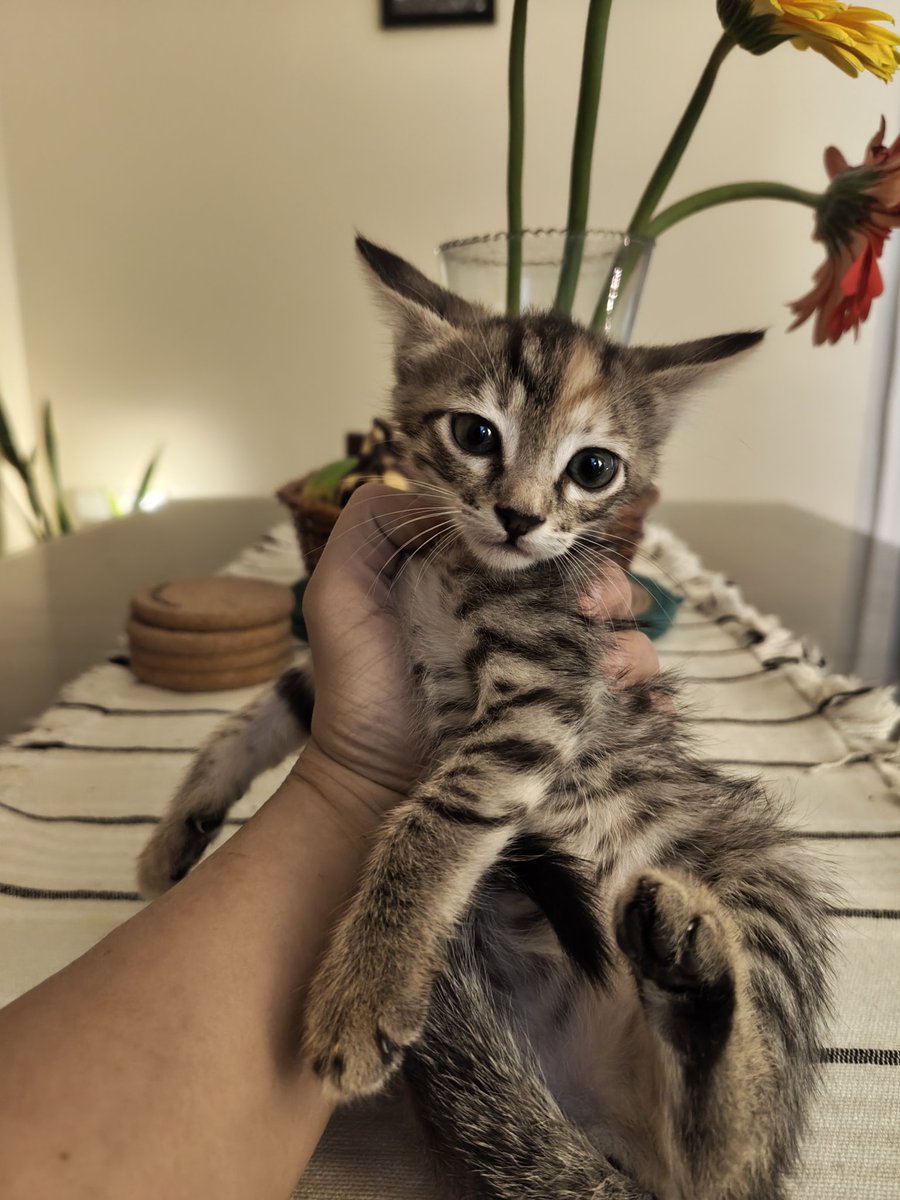 ItsAllDandy_'s tweet photo. Okayyy it's time.

Few pics and few lines about their personalities.

1. Tangy. Female.
I know I'm not supposed to have favorites but she's my fav.
Extremely clingy and playful
Loves being around people
Enjoys biting fingers https://t.co/bAMAhAzWvH