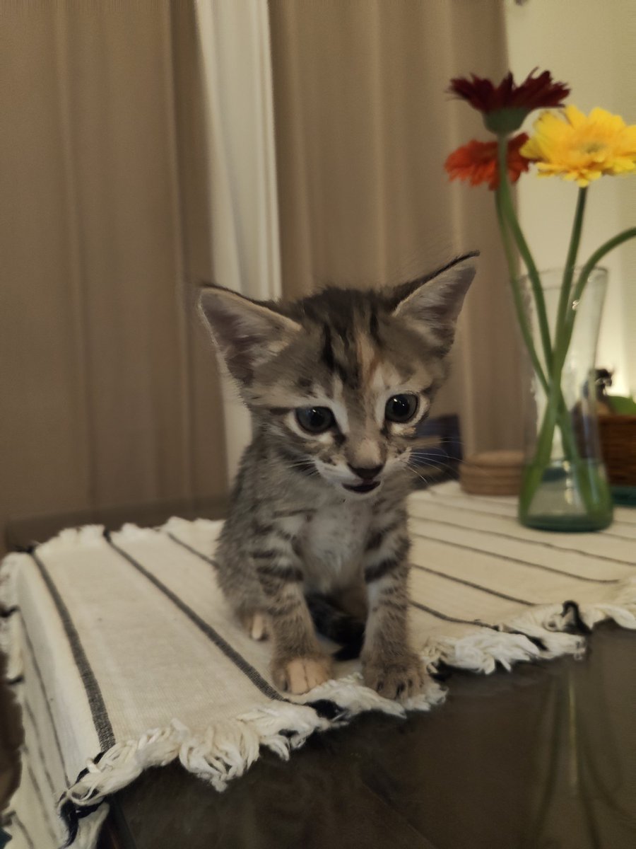 ItsAllDandy_'s tweet photo. Okayyy it's time.

Few pics and few lines about their personalities.

1. Tangy. Female.
I know I'm not supposed to have favorites but she's my fav.
Extremely clingy and playful
Loves being around people
Enjoys biting fingers https://t.co/bAMAhAzWvH