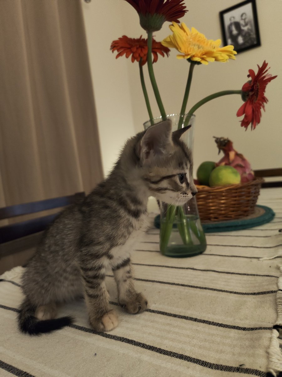 ItsAllDandy_'s tweet photo. Okayyy it's time.

Few pics and few lines about their personalities.

1. Tangy. Female.
I know I'm not supposed to have favorites but she's my fav.
Extremely clingy and playful
Loves being around people
Enjoys biting fingers https://t.co/bAMAhAzWvH