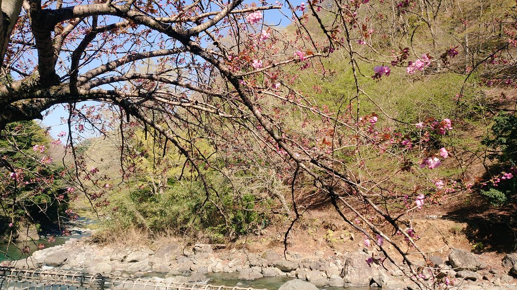 「温泉の枝垂れ桜とソメイヨシノは満開、キャンプ場の八重桜は三分咲きでつぼみがいっぱ」|こむぎ@単行本発売中のイラスト