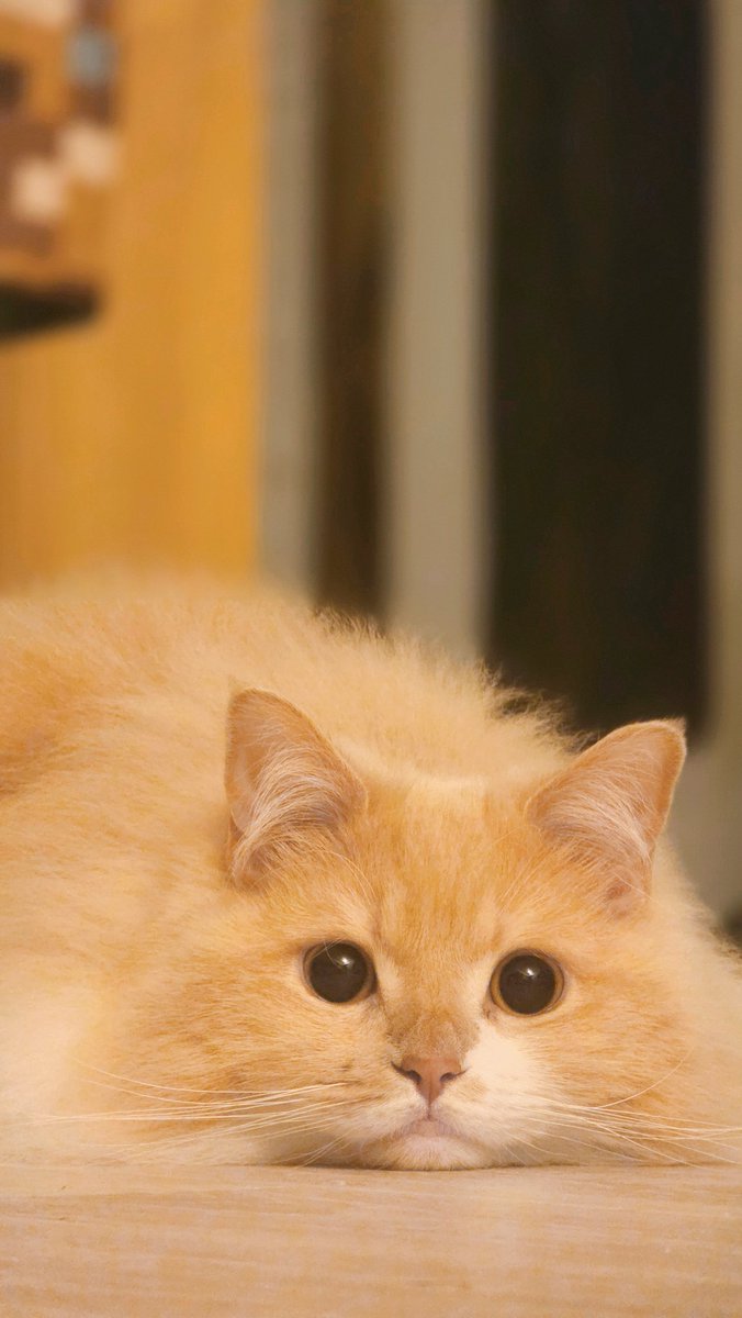 バロン様 サイベリアンのバロン🐾 (@Baron_b_Inferno) / Posts / X