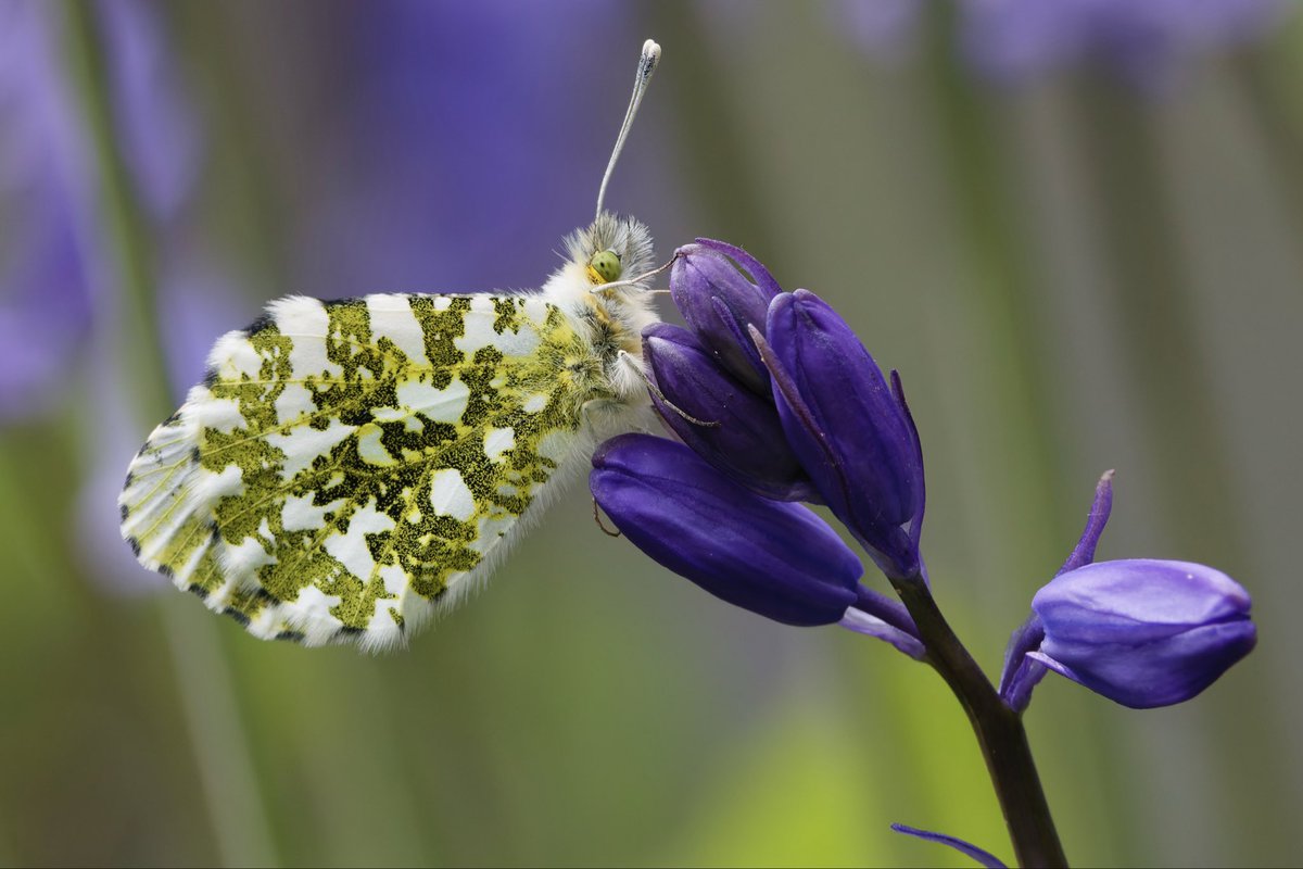 Good morning 👋 Really happy with this photo of an orange-tip butterfly on a bluebell in our garden. One for the computer screen background. Had to lie down on the grass to get the best shot and got bitten by ants as a result 😆