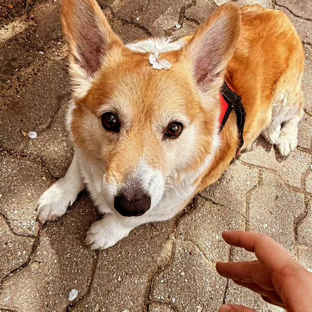 qtpiebyunbaek's tweet image. Another Mongryongie update from Baekbeom Hyung&apos;s Instagram!! 🐶❤️

&quot;Want to go cherry blossom viewing...

#WelshCorgi #DoggiesStroll&quot;