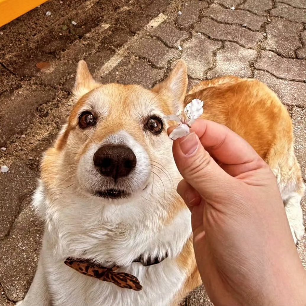 qtpiebyunbaek's tweet image. Another Mongryongie update from Baekbeom Hyung&apos;s Instagram!! 🐶❤️

&quot;Want to go cherry blossom viewing...

#WelshCorgi #DoggiesStroll&quot;
