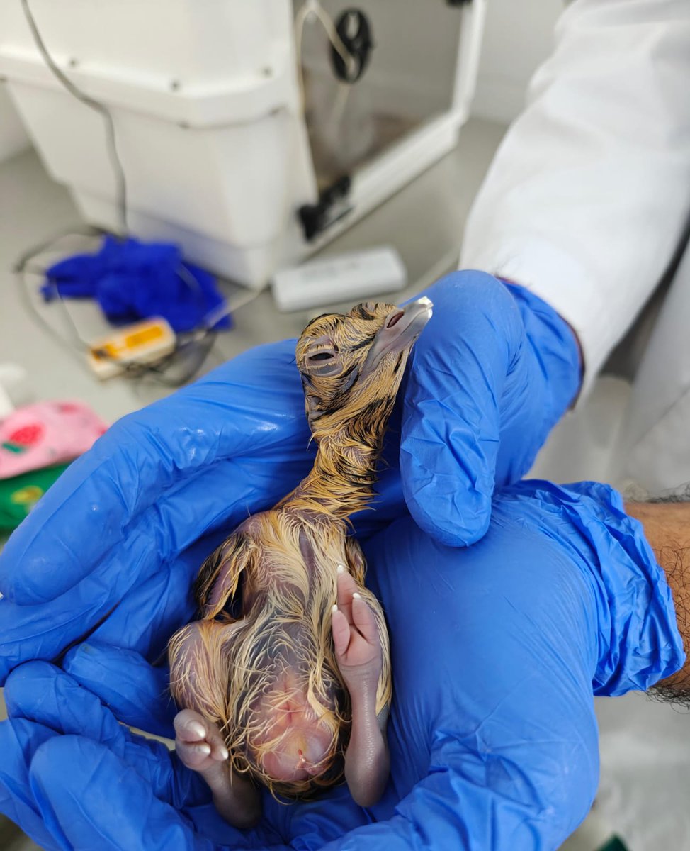 Wildlife Institute of India (@wii_india) on Twitter photo #ProjectGIB welcomes the 10th #GreatIndianBustard chick of 2025, hatched from an egg laid by the female Aman in Sam #ConservationBreeding center on 14 Apr, after mating with the male Leo, taking the tally of captive-reared stock to 54
@bustardprogram <a href="/moefcc/">MoEF&CC</a> <a href="/ForestRajasthan/">Rajasthan Forest Department</a> #ProjectGIB welcomes the 10th #GreatIndianBustard chick of 2025, hatched from an egg laid by the female Aman in Sam #ConservationBreeding center on 14 Apr, after mating with the male Leo, taking the tally of captive-reared stock to 54
@bustardprogram <a href="/moefcc/">MoEF&CC</a> <a href="/ForestRajasthan/">Rajasthan Forest Department</a>