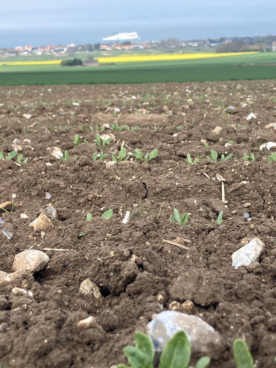 Pile 2 mois après le semis nos betteraves <a href="/GroupeFDesprez/">Florimond Desprez</a> en sélection à la montée à graines se portent bien 👍 Etape en cours et à venir, démariage, identification des micro-parcelles, comptages des populations…