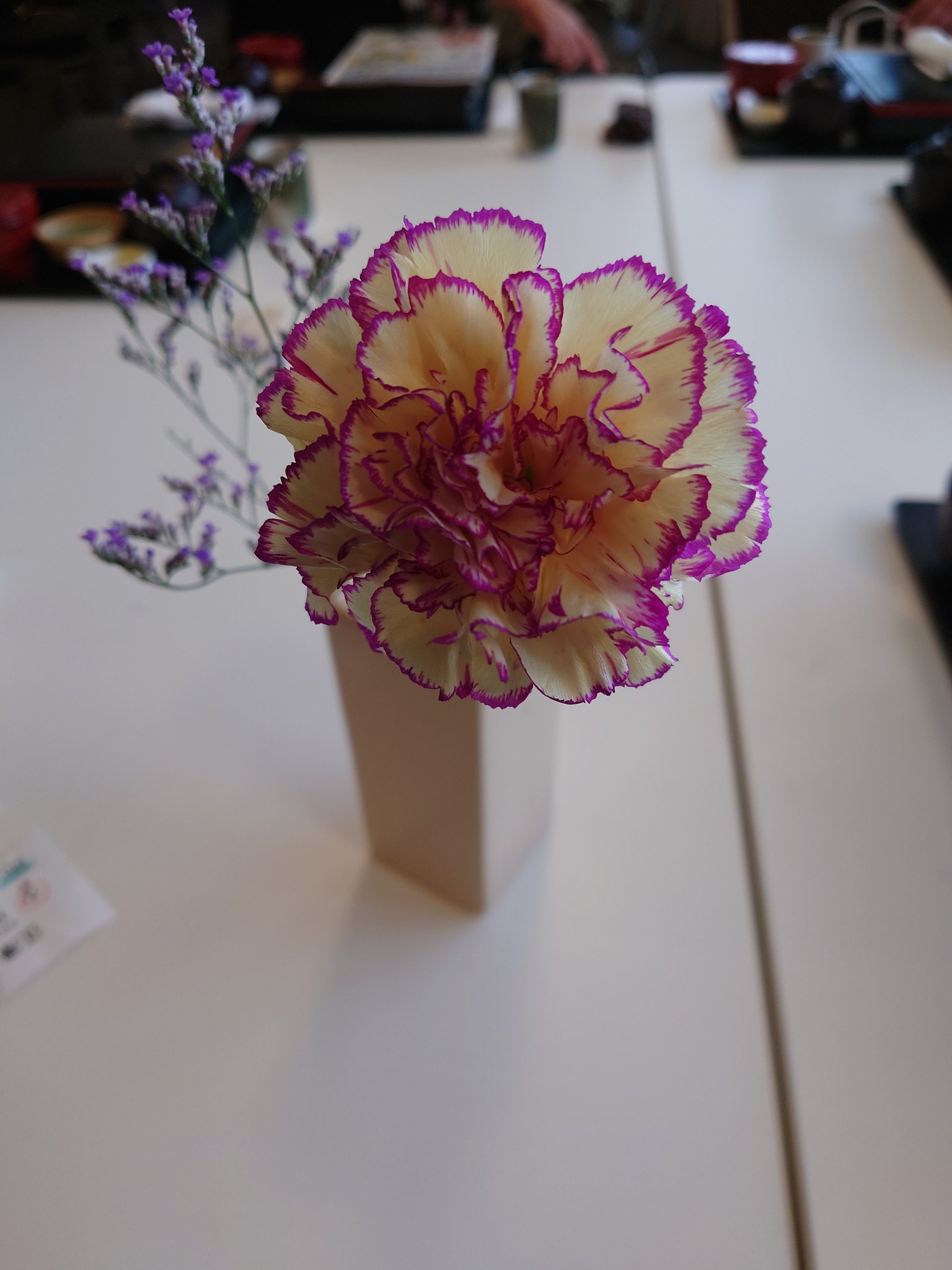 卓上花 - Search / X