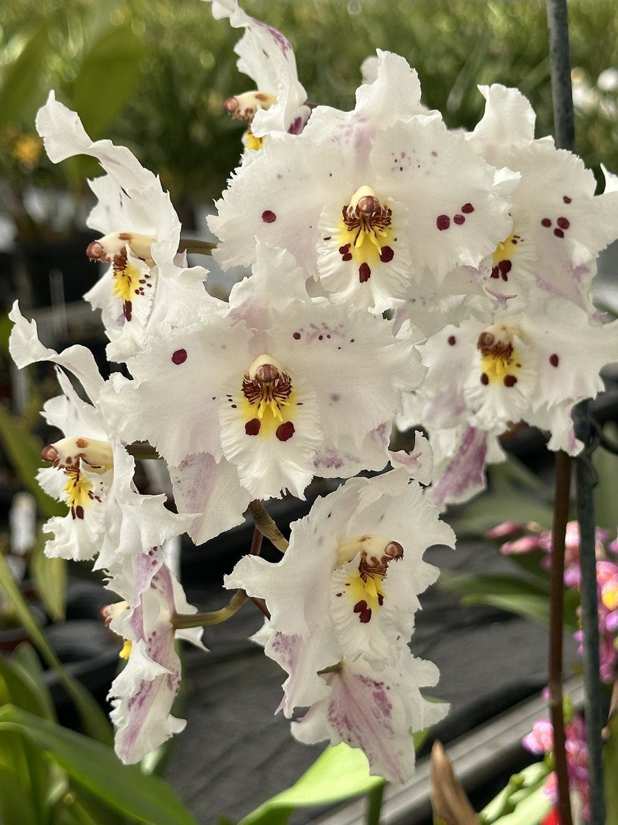Oncidium Coupe Point ‘Rozel’ AM/RHS one of the many awarded Eric Young Orchid Foundation hybrids in our collection 🌿

#orchids #orquídeas #nature #conservation