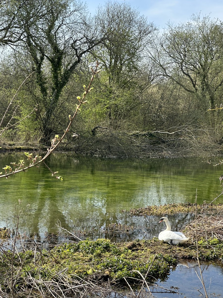 HelenIbbott's tweet image. ..
📱🎞️💧🦢🪹🥾

🕊️ ~ “A little piece of peace.” ~ 

#SpringIsHere 🌱
#VillageLife 🫶🏼
