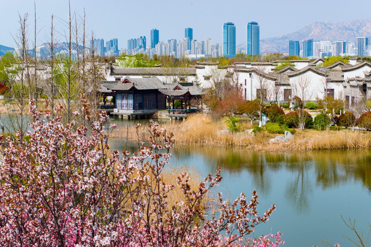 loveqingdao's tweet photo. Tulips, cherry blossoms, and spring sunshine! 🌸🌷
Tangdao Bay Park dazzles with vibrant flowers, drawing crowds to stroll, snap photos, and savor #Qingdao's spring charm.
Don't miss the magic! 🌼✨ #SpringTourChina #BeautifulQingdao https://t.co/btRNQZ0szU