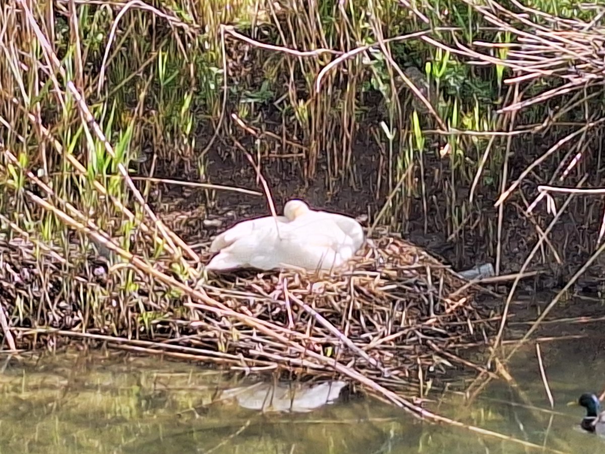 a_pastoi's tweet photo. #LoveStory
#nature
#NaturePhotography
Superbe maman
Bébés en cours
#cagnesurmer #06 https://t.co/ndLB5ccP5L
