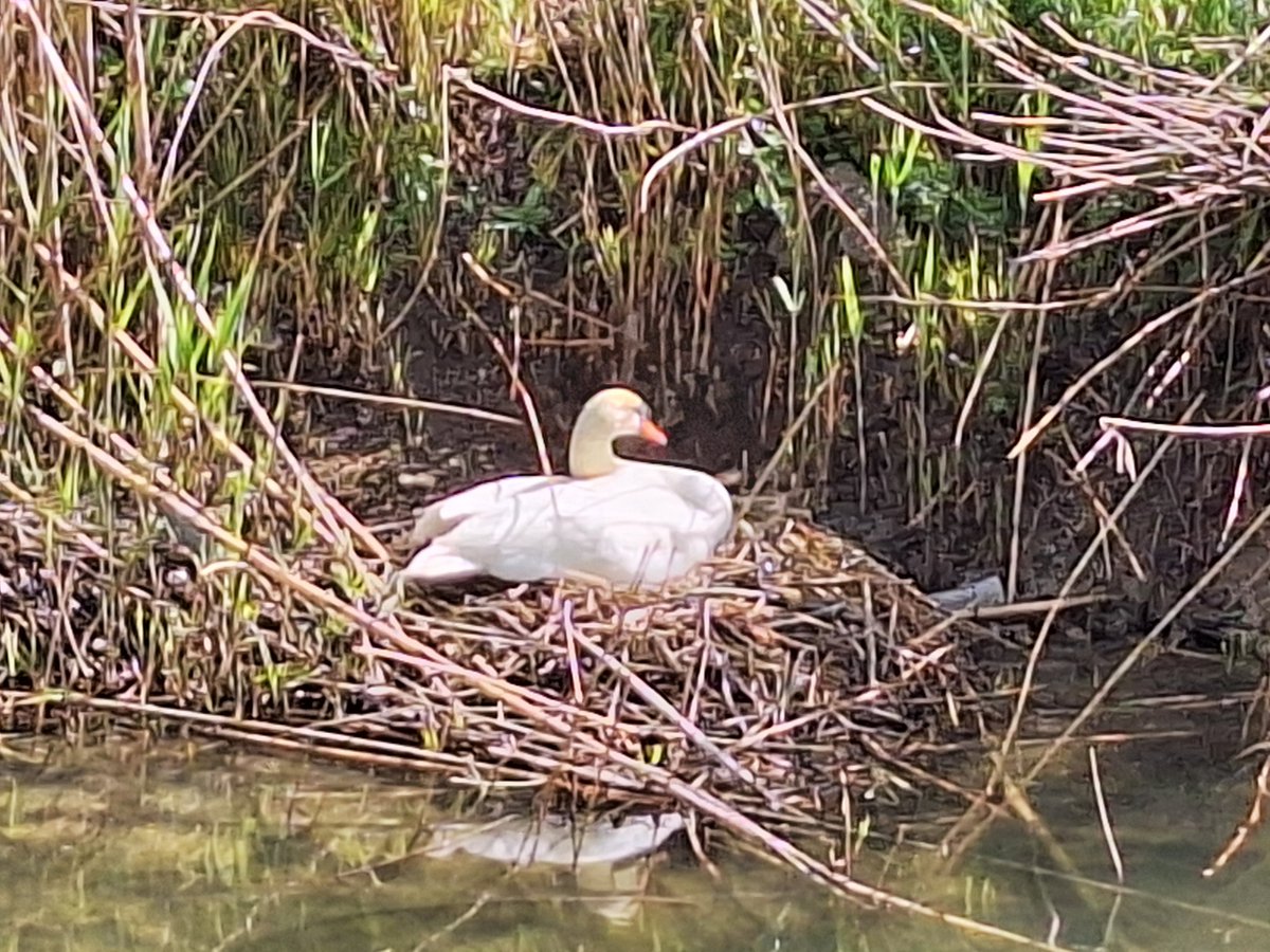 a_pastoi's tweet photo. #LoveStory
#nature
#NaturePhotography
Superbe maman
Bébés en cours
#cagnesurmer #06 https://t.co/ndLB5ccP5L