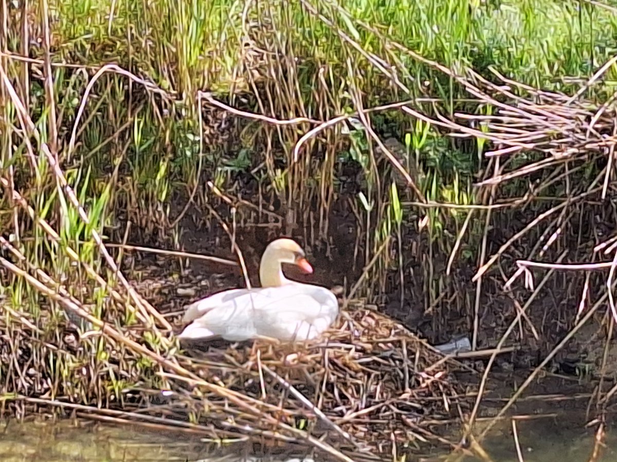a_pastoi's tweet photo. #LoveStory
#nature
#NaturePhotography
Superbe maman
Bébés en cours
#cagnesurmer #06 https://t.co/ndLB5ccP5L
