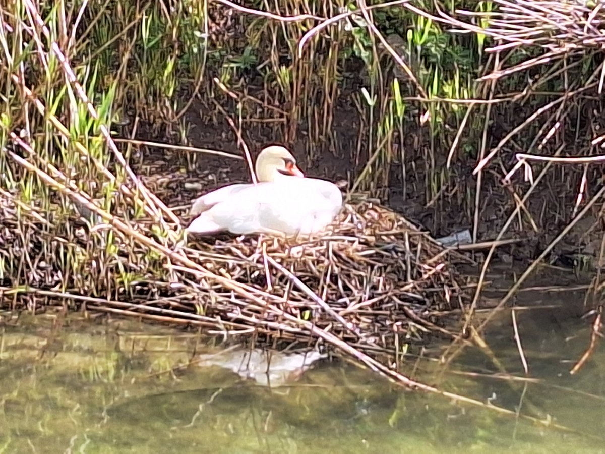 a_pastoi's tweet photo. #LoveStory
#nature
#NaturePhotography
Superbe maman
Bébés en cours
#cagnesurmer #06 https://t.co/ndLB5ccP5L