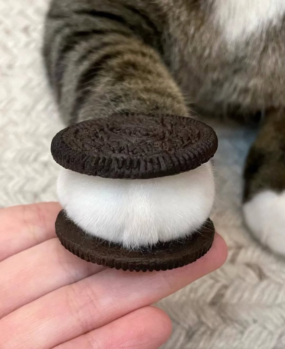 teman_ceritaaa's tweet photo. meowreo https://t.co/rRMHhKbo4O