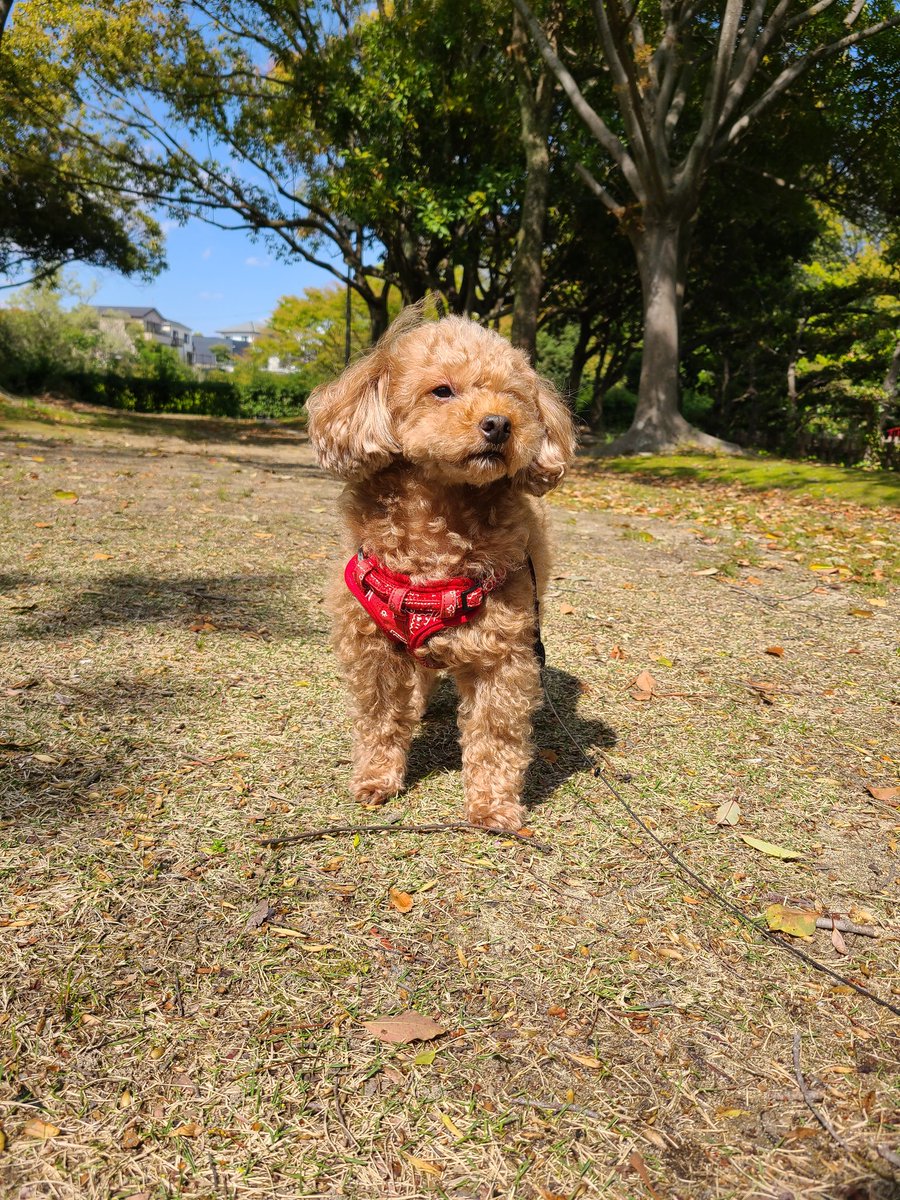 １年ぶりのポストです😄
5歳になりました～

#トイプードル
#犬好きさんと繋がりたい 
#犬のいる生活