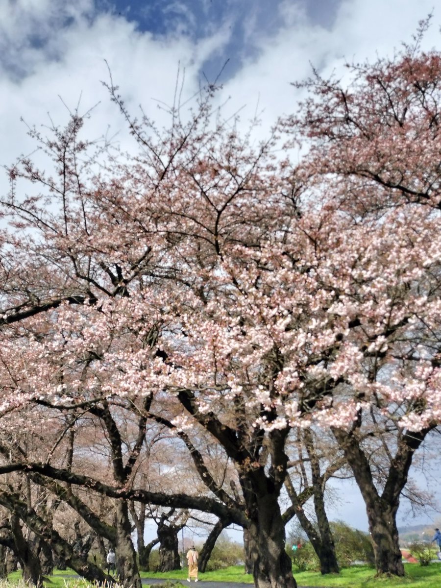 azukifaamuu's tweet photo. お花見してきた！あいにくの雨！まだまだ三分咲って感じだった！ https://t.co/8efjtO8cmO
