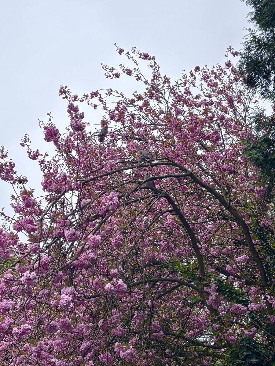 LisaPerfidious's tweet photo. Blossom pigeons. If I could, on a grey morning like today, Iβd sit somewhere this pretty and watch the world go by.
#NatureWalkToTheBus #blossomwatch https://t.co/KAeQOWzArB