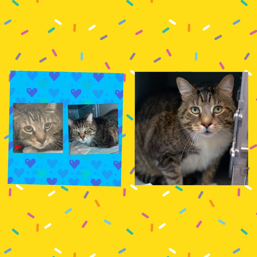 Kimberlykokourt's tweet image. Handsome #Iren Needs A Placement By Thursday April 17, 2025 By 12PM! Hello, my name is Iren. My animal id is #ID223888. I am a desexed male brown tabby/white #cat at the #QueensACC. The shelter thinks I am about 7 years 1 weeks old. #CatsOfX #NYCACC : Has Diabetes Mellitus! RT!