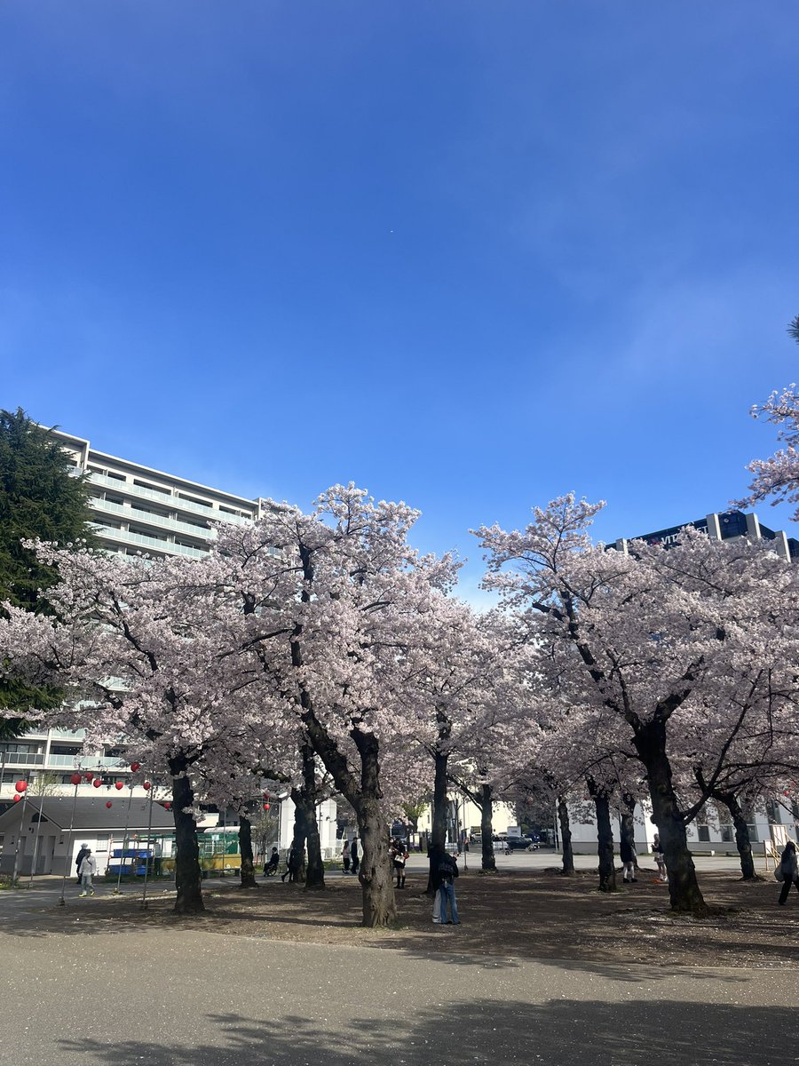 西公園お花見 tweet media