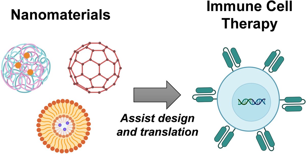#BMEMat  "Designing next-generation immune cell therapies with nanomaterials" by Kangfu Chen,  Wenhan Wang,  Zongjie Wang*.
<a href="/WileyBiomedical/">Wiley Biomedical Science</a>

PDF👇
onlinelibrary.wiley.com/doi/epdf/10.10…