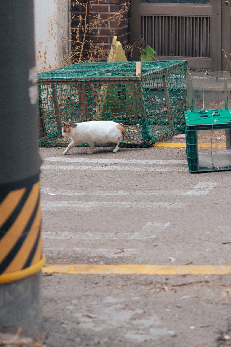 리코와 세 아가들이 함께 지낼 새로운 임보처를 찾습니다.

🆘5월 중순까지 임보 가능하다고 합니다🆘

아가들의 임보를 해주시겠다는 분도 계시지만,
사회화가 중요한 시기인 만큼 리코와 아가들이 함께 지낼 수 있는 공간을 우선으로 찾고 있습니다.

#보광동고양이 #보광동리코