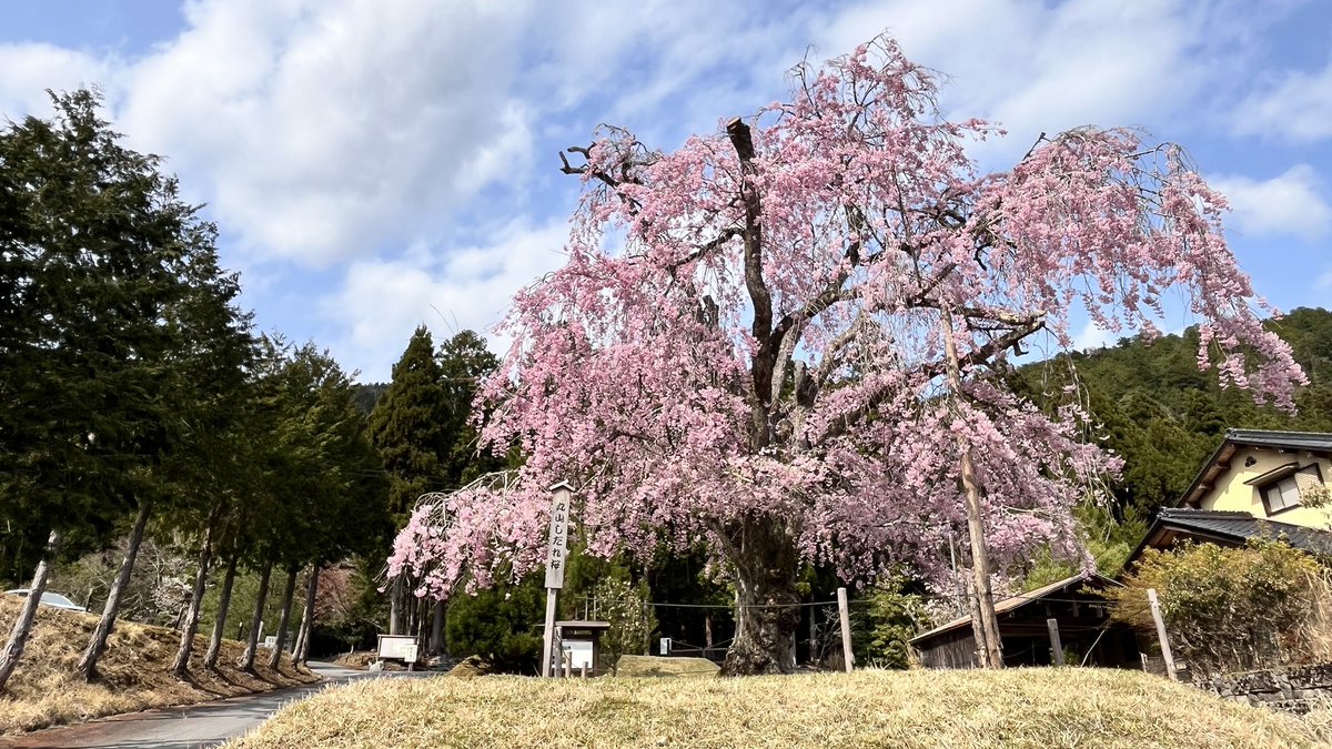 marublack13's tweet photo. 今年も常照皇寺に行ってきました🌸🏍️ https://t.co/aL7iBB0Nnx