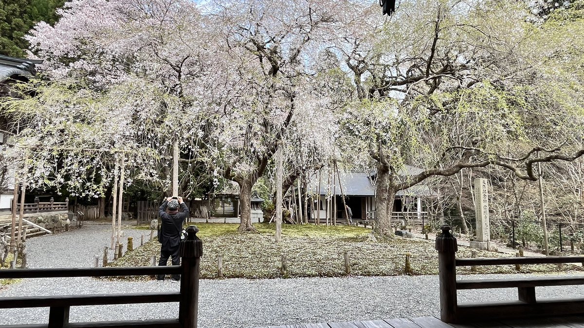 marublack13's tweet photo. 今年も常照皇寺に行ってきました🌸🏍️ https://t.co/aL7iBB0Nnx