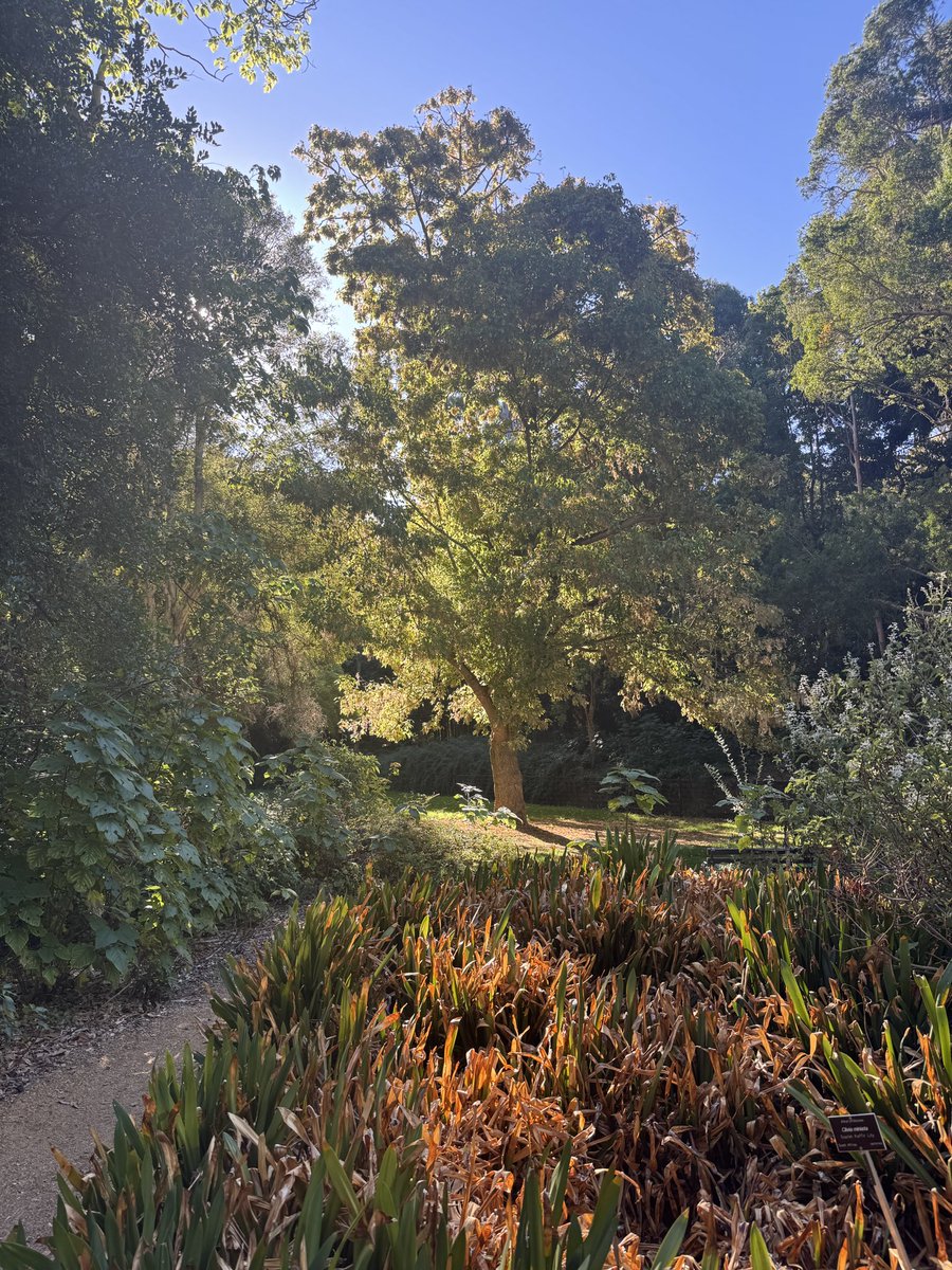 TodSampson9's tweet photo. Some flicks from the botanic garden today https://t.co/yjzOAVv8jD