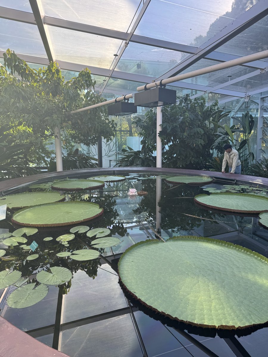 TodSampson9's tweet photo. Some flicks from the botanic garden today https://t.co/yjzOAVv8jD