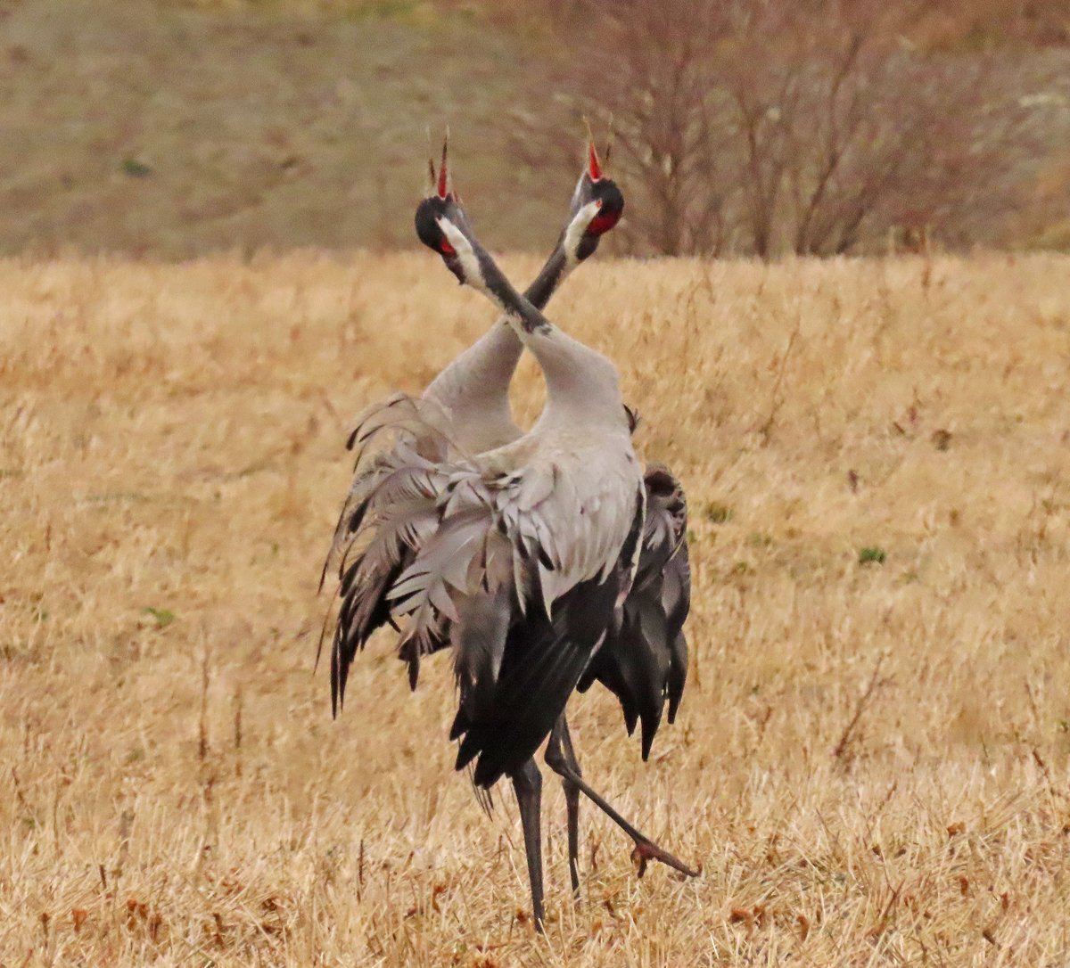 RitvaSavolaine1's tweet image. Kurkien tanssia, mökkimatkalla kuvattu. #kurkipari #muuttolinnut #springishere #kevät2025