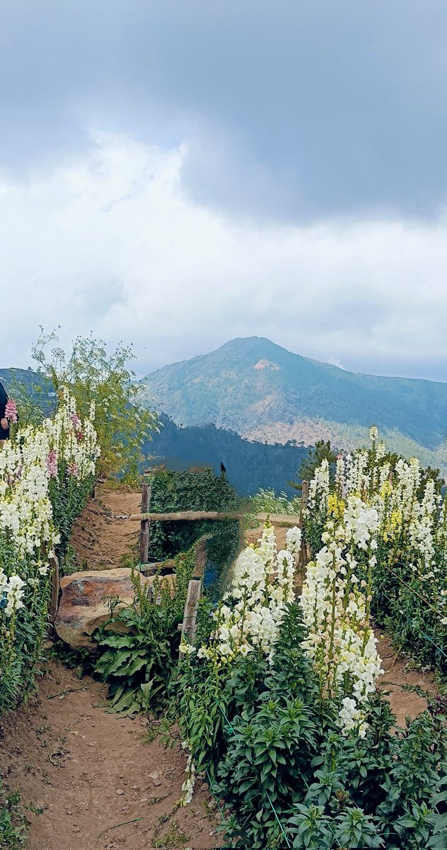 Swane47688833's tweet photo. #photography
#NatureBeauty
#MtPulag #NaturesView
#GodsGift https://t.co/XYYaZGdQTj