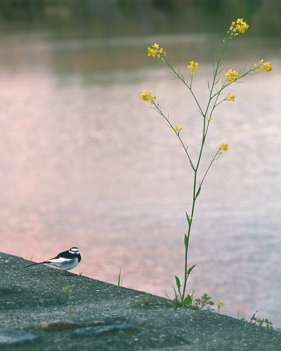 Agi（あぎ） (@agito_photo) on Twitter photo 