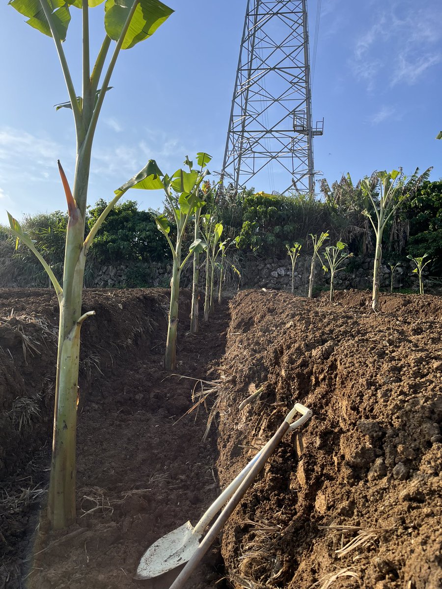 gin_877's tweet photo. 🍌バナナの植え付けをしてます
この場所はあまり水分の無い土で、灌漑設備も無く、水分を保たせるため、溝に植え付けしたす
＃ぐしちゃん銀バナナ🍌 https://t.co/gZjz7R4jWa