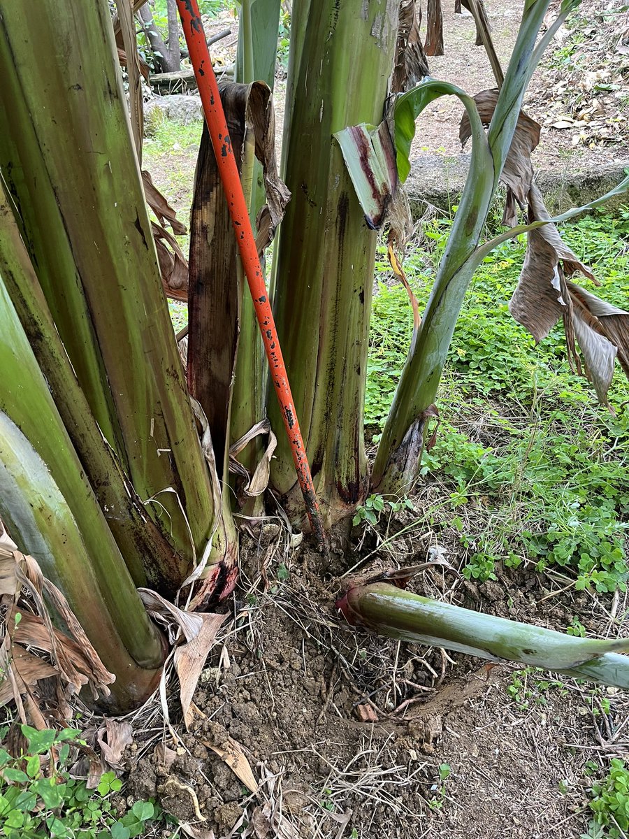 gin_877's tweet photo. 🍌バナナの植え付けをしてます
この場所はあまり水分の無い土で、灌漑設備も無く、水分を保たせるため、溝に植え付けしたす
＃ぐしちゃん銀バナナ🍌 https://t.co/gZjz7R4jWa