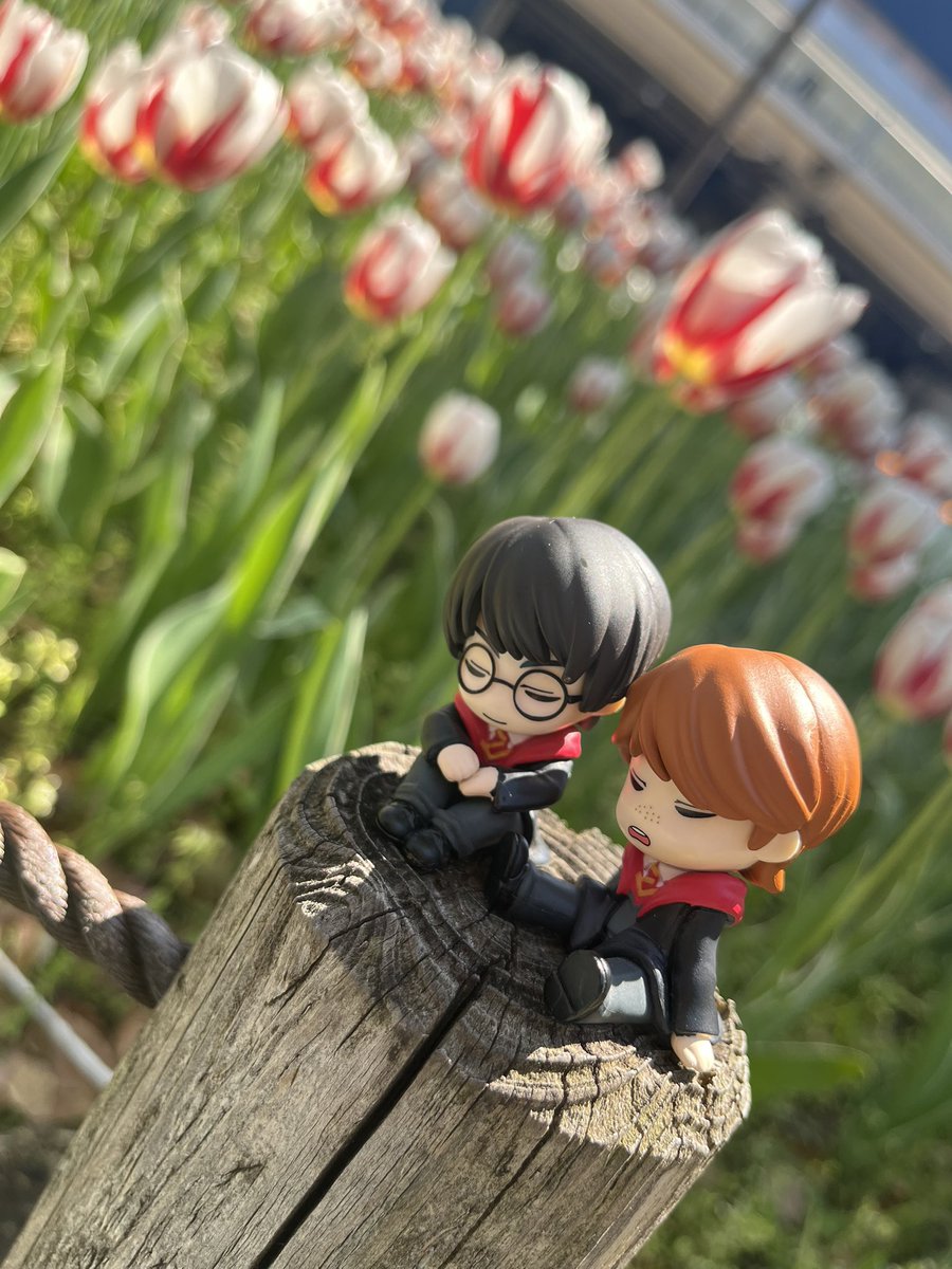 あまりに綺麗だったから、今度はロンとハリーも連れて行って来た♡可愛い…

 #チューリップ 
 #ハリーポッター