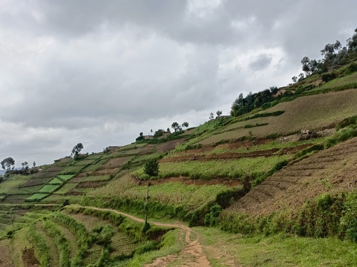 University of Rwanda (@uni_rwanda) on Twitter photo A newly published paper by our researchers and German counterparts under <a href="/CoEBrwanda/">Center of Excellence in Biodiversity & NRM</a> calls for more ecosystem restoration in #Rwanda. They urge the use of native species, support for home gardens, creation of wildlife corridors, and genuine community involvement to boost A newly published paper by our researchers and German counterparts under <a href="/CoEBrwanda/">Center of Excellence in Biodiversity & NRM</a> calls for more ecosystem restoration in #Rwanda. They urge the use of native species, support for home gardens, creation of wildlife corridors, and genuine community involvement to boost