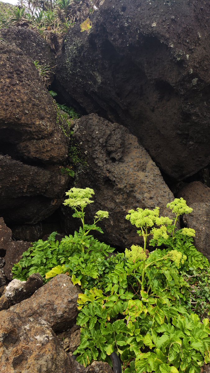 Mark Castillo Bucay tweet media