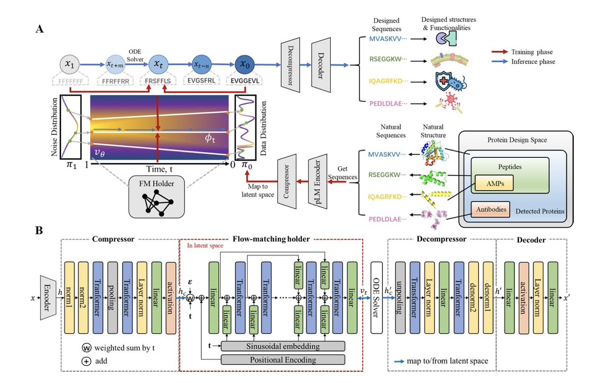 BiologyAIDaily's tweet photo. ProtFlow: Fast Protein Sequence Design via Flow Matching on Compressed Protein Language Model Embeddings

1. ProtFlow introduces the first flow matching-based generative model for protein sequence design, enabling ultra-fast generation of high-quality sequences from a semantically meaningful latent space derived from protein language models.

2. Unlike traditional diffusion-based methods, ProtFlow leverages rectified flow and reflow to drastically reduce generation steps. With reflow, it achieves high-quality one-step generation—cutting inference time by up to 25–100x compared to leading diffusion models.

3. A major innovation of ProtFlow lies in its redesigned latent space. By compressing high-dimensional protein language model embeddings by up to 16-fold and applying smoothing techniques, it achieves better distribution modeling while remaining computationally efficient.

4. ProtFlow supports joint design of multichain proteins, such as antibodies, by integrating multiple embeddings in a unified flow. This allows coherent generation of structurally interdependent chains, significantly improving realism and applicability.

5. Across general protein and peptide generation tasks, ProtFlow achieves state-of-the-art performance in both sequence quality and foldability. It outperforms leading baselines including DiMA, EvoDiff, and Dirichlet FM on perplexity, structure scores, and distributional similarity.

6. In antimicrobial peptide (AMP) design, ProtFlow generates highly diverse and functionally relevant sequences. It achieves the best AMP classifier scores (Pamp and Pmic), the highest diversity (entropy), and the strongest motif learning (6-mer Jaccard) among all models tested.

7. ProtFlow demonstrates robustness across protein sizes and types. It excels in short peptide design, long-chain proteins, and antibody generation—showing consistent gains in structural confidence (pLDDT), naturalness (TM-score), and sequence diversity.

8. Even with small backbone models (e.g., ESM-2 8M), ProtFlow matches or exceeds large-scale diffusion methods in quality while operating with drastically fewer steps, making it ideal for low-resource or real-time protein design applications.

9. As a modular framework, ProtFlow includes components like encoder-decoder pairs, compressor-decompressor modules, and a BERT-style flow holder. Its flexible architecture supports future scaling, conditional generation, and structure-aware extensions.

📜Paper: https://t.co/0nfU8GezEF

#proteindesign #bioinformatics #computationalbiology #generativemodels #flowmatching #proteinengineering #antibodydesign #AI4Science #diffusionmodels #machinelearning