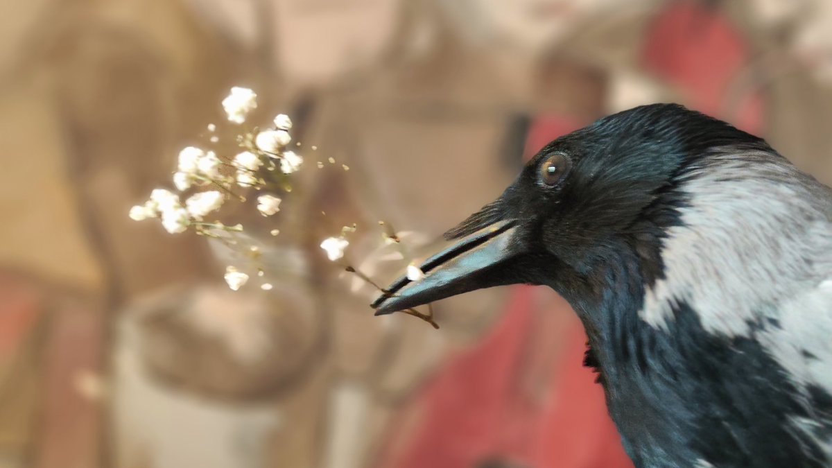 kosmoaila's tweet image. Птичкин принял вам веточку гипсофилы, на следующей неделе он вернëтся с новыми гостинцами.