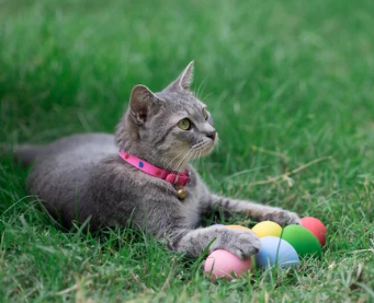 marillion13's tweet photo. You think the #EasterBunny brings the colourful eggs??? That´s wrong, it´s the #EasterKitty. 
🐰🐰🐰😹😹😹💖💖💖 https://t.co/b1VCvun4cU